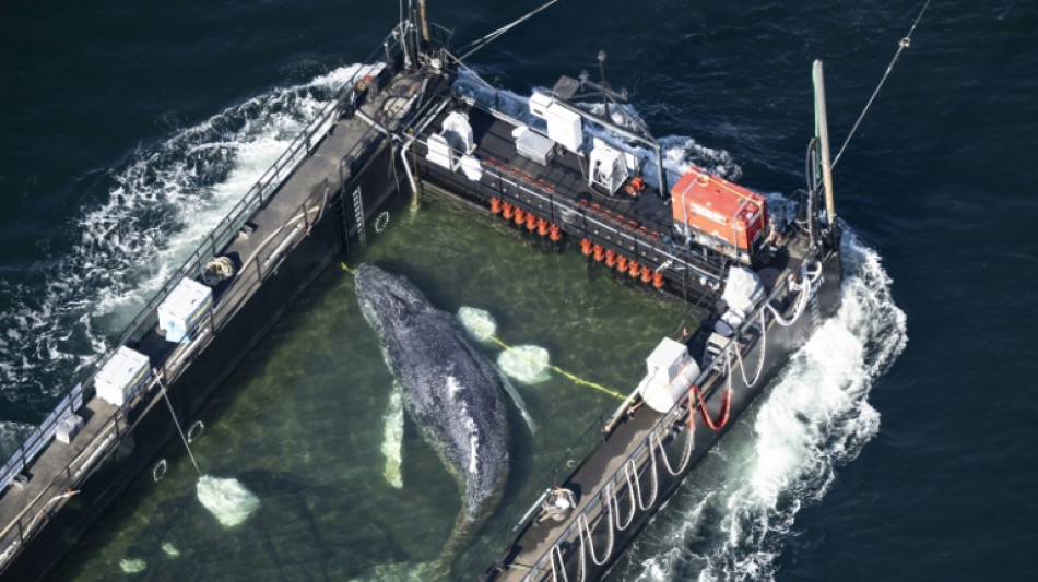 Stranded whale rescued in Germany found dead in Denmark