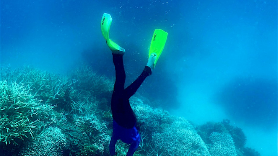 Beh&ouml;rde: Schlimmste jemals beobachtete Korallenbleiche in Australiens Great Barrier Reef