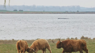 Hundert Meter langer Kanal f&uuml;r Buckelwal: Hoffnung auf schnelle Rettung schwindet