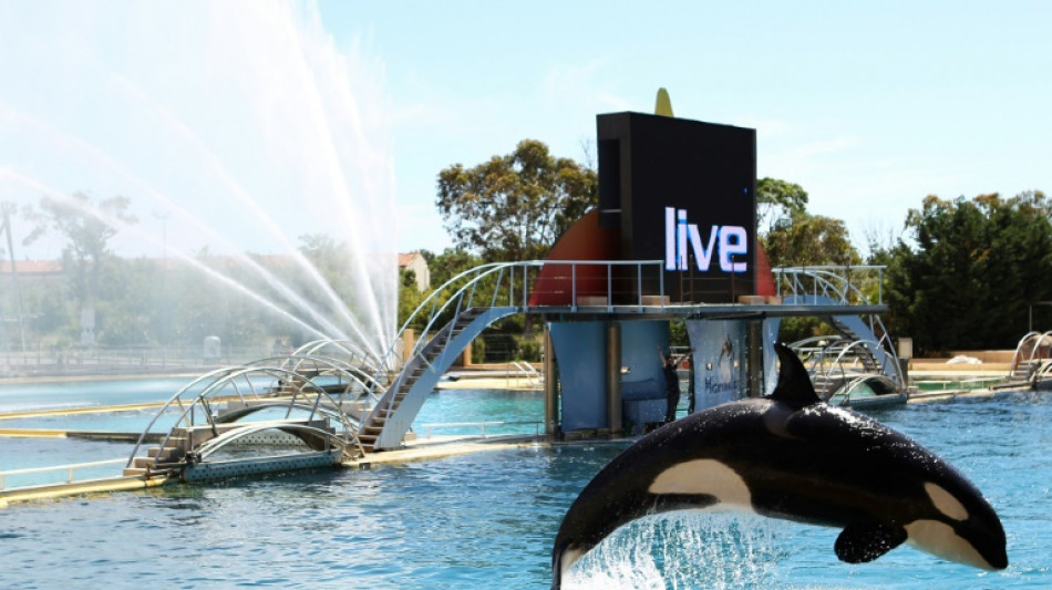 Une vid&eacute;o relance la pol&eacute;mique sur le sort des orques du Marineland d'Antibes
