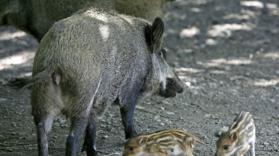 Wildschweine jagen Jugendliche auf Baum - N&auml;chtliche Suchaktion mit Drohne