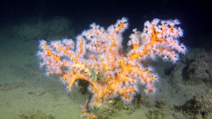 Minacciate dal cambiamento climatico 3.500 specie di animali