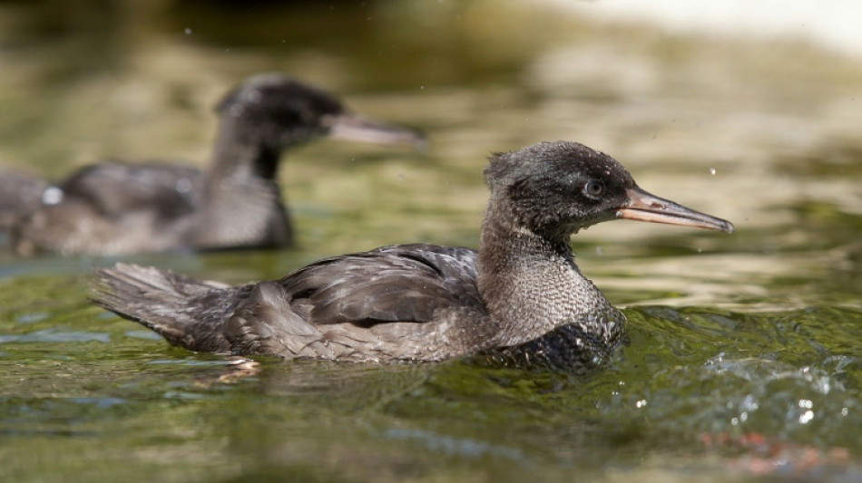 Le zoo de Prague annonce la naissance de raririssimes canards menac&eacute;s d'extinction