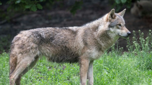 En Europe, le loup reste une "esp&egrave;ce prot&eacute;g&eacute;e", mais moins qu'avant