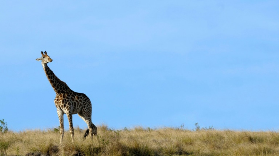 Afrique du Sud: une girafe tue un b&eacute;b&eacute;, enqu&ecirc;te ouverte
