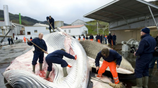Islandeses matan a las dos primeras ballenas tras la reautorizaci&oacute;n de la caza