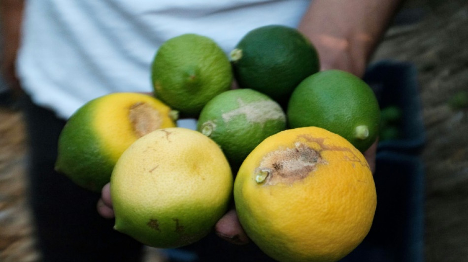 Frost, hail, heat sour season for Turkey's lemon growers
