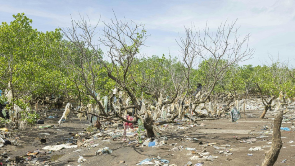 Puits de carbone et de biodiversit&eacute;, la mangrove de Mayotte en danger
