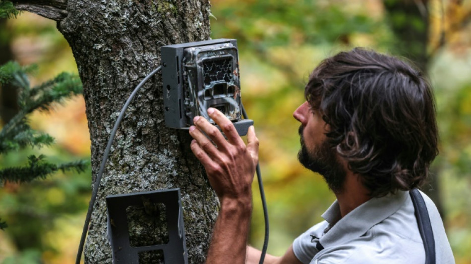 L'ours des Pyr&eacute;n&eacute;es, discr&egrave;tement surveill&eacute; pour assurer sa survie