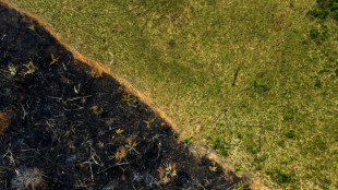 Desmatamento na Amaz&ocirc;nia cai 31% no governo Lula