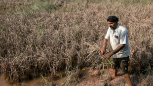 Le Pendjab, grenier à blé de l'Inde, dévasté par les inondations