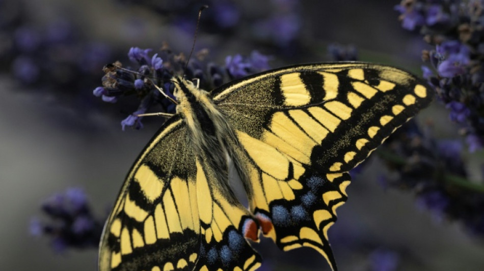 El clima redefine los territorios de las mariposas, advierte estudio