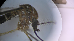 Riscaldamento globale può 'ingigantire' la zanzara Aedes