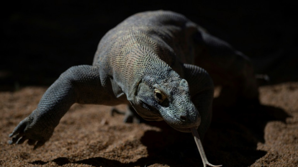 Los dragones de Komodo tienen dientes recubiertos de hierro para matar a sus presas, seg&uacute;n un estudio