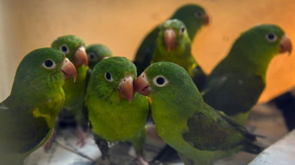 Bundespolizisten finden bei Kontrolle mehr als hundert V&ouml;gel in Lieferwagen 