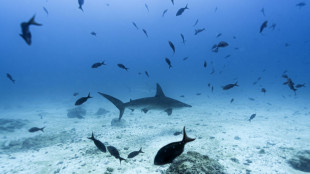 Greenpeace protestiert mit Riesen-Oktopus gegen Tiefseebergbau