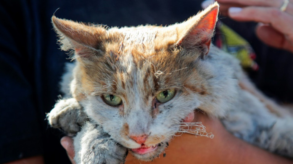 Panische Katze greift in M&uuml;nchen Einsatzkr&auml;fte der Feuerwehr an - Drei Verletzte