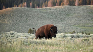 Le retour du bison dans le Far West fait "renaître" l'écosystème de Yellowstone