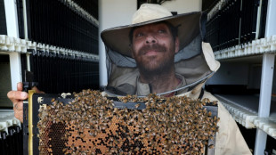 Colmenas robotizadas en Israel para preservar a las abejas