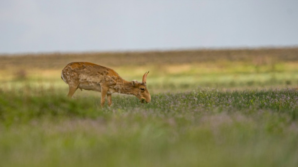 Le Kazakhstan va r&eacute;autoriser la chasse aux antilopes sa&iuml;gas, un temps menac&eacute;es