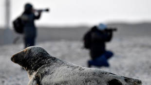 "Ungew&ouml;hnliche H&auml;ufung" toter Keggelrobben auf R&uuml;gen alarmiert Beh&ouml;rden