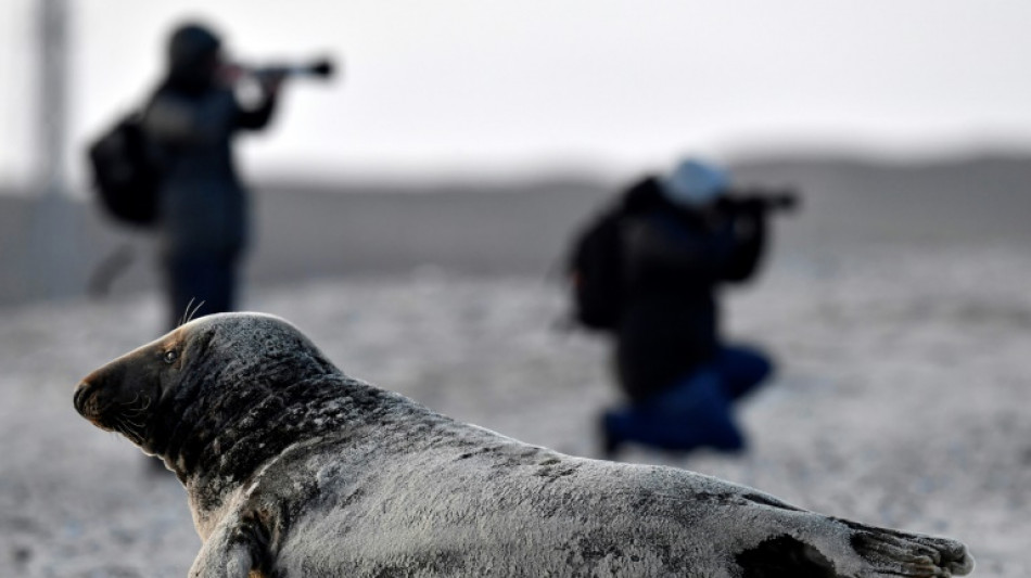 "Ungew&ouml;hnliche H&auml;ufung" toter Kegelrobben auf R&uuml;gen alarmiert Beh&ouml;rden