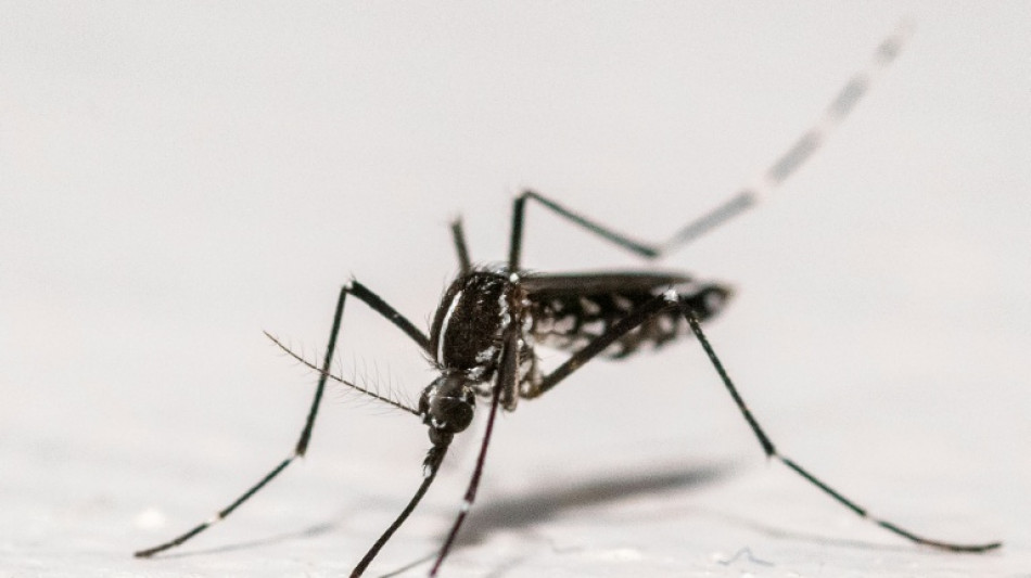 Chikungunya, dengue, Zika: plus de 210 cas import&eacute;s dans l'Hexagone depuis d&eacute;but mai