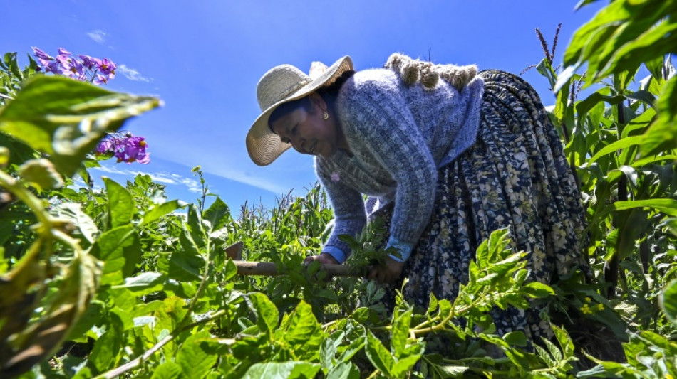 Bertha Aguilar, a advogada aimar&aacute; das ind&iacute;genas discriminadas na Bol&iacute;via