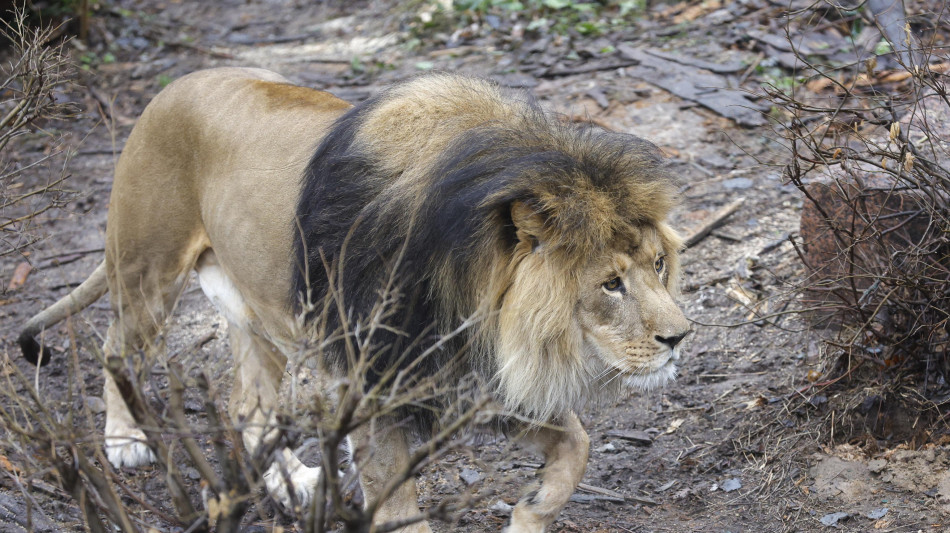 Leone fugge da un parco in Turchia e aggredisce un agricoltore