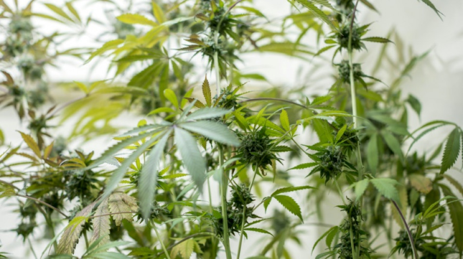 Mann mit 800 Cannabispflanzen auf nordrhein-westf&auml;lischer Autobahn erwischt