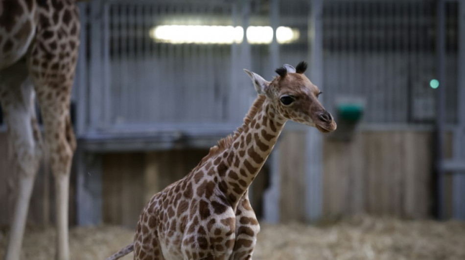 Naissance d'une girafe au parc zoologique de Paris, une premi&egrave;re depuis 2019