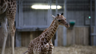 Naissance d'une girafe au parc zoologique de Paris, une premi&egrave;re depuis 2019