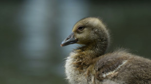 Gänsefamilien lösen Verkehrschaos auf Autobahn in Sachsen aus