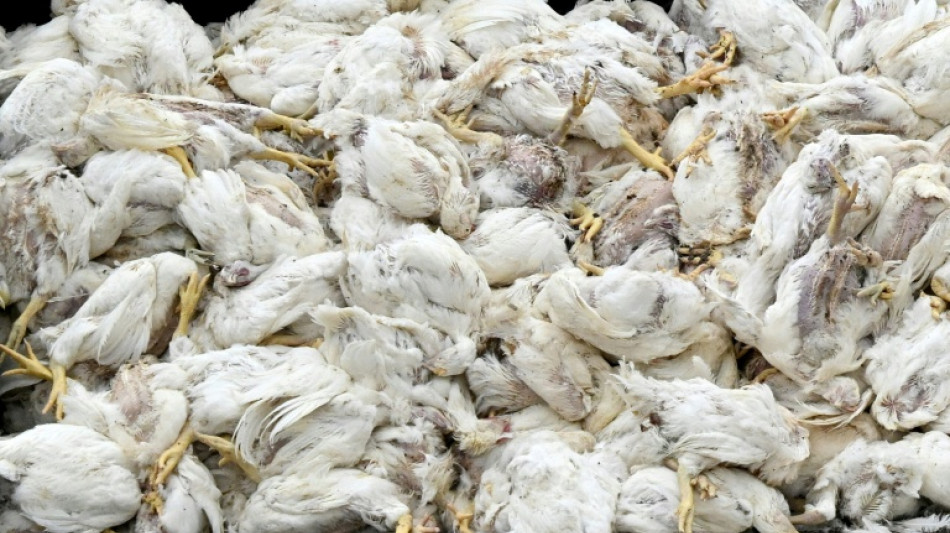 Vogelgrippe: Saarland verh&auml;ngt ab Donnerstag als erstes Bundesland Stallpflicht 