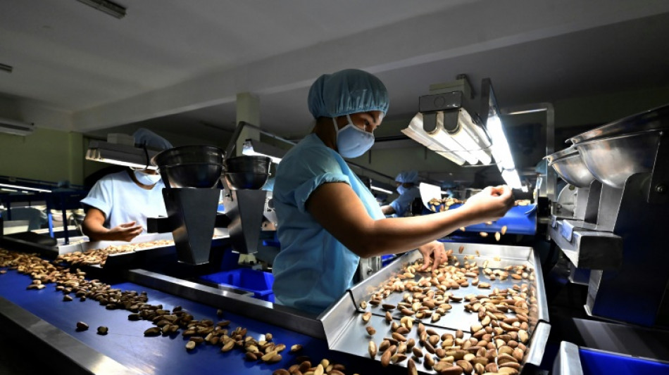 La casta&ntilde;a o nuez amaz&oacute;nica, otra v&iacute;ctima de la deforestaci&oacute;n en Bolivia
