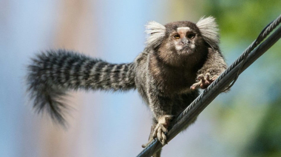 Unbekannte stehlen sieben Wei&szlig;b&uuml;schelaffen aus Wildpark in Sachsen