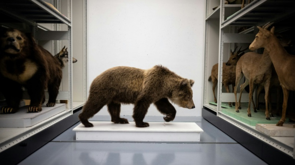 Des ours tu&eacute;s dans les montagnes des Pyr&eacute;n&eacute;es entrent au mus&eacute;um