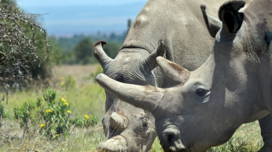 Premi&egrave;re FIV d'un rhinoc&eacute;ros blanc, une perc&eacute;e pour sauver l'esp&egrave;ce