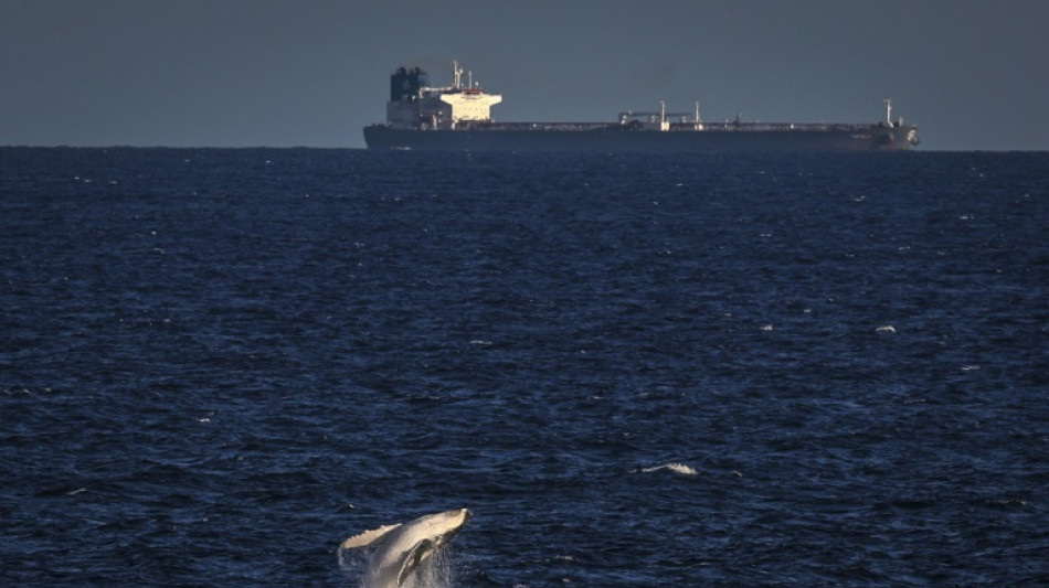 Nations call for 'quieter' ocean to help marine life