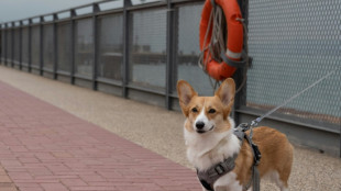 Les eurod&eacute;put&eacute;s adoptent des r&egrave;gles pour le bien-&ecirc;tre des chats et des chiens