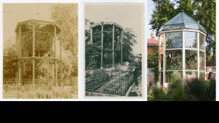 La 'Palma di Goethe' a Padova ora ha la sua mappa genomica