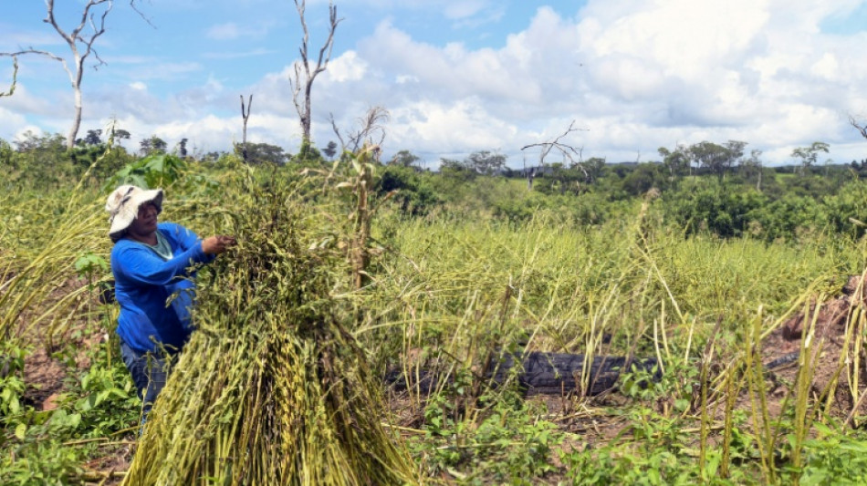 Bolivie : entre cendres et semences, les d&eacute;fis des paysans de la Chiquitania