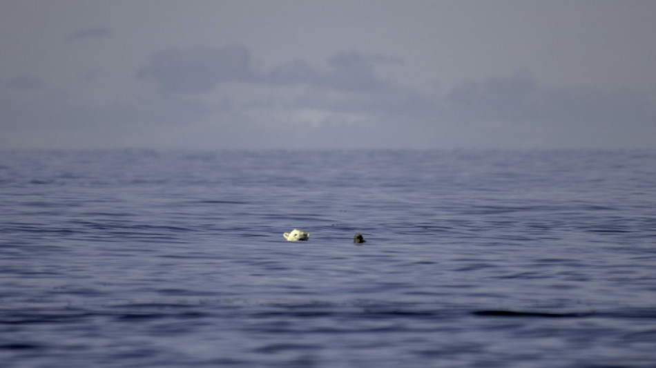 Un estudio advierte de la desaparici&oacute;n de los osos polares en la Bah&iacute;a de Hudson a causa del calor