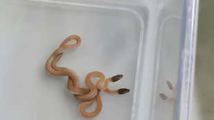 Pr&egrave;s de 90 reptiles saisis dans des bagages &agrave; l'a&eacute;roport de Vienne