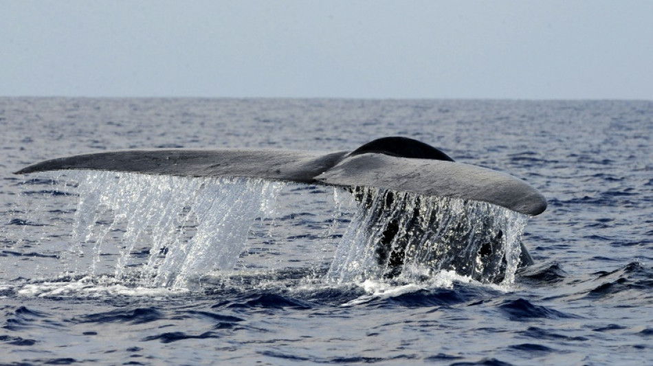 Les baleines bleues absorberaient jusqu'&agrave; 10 millions de morceaux de microplastiques par jour