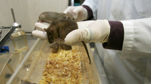 Topi con 2 padri ottenuti riprogrammando il Dna