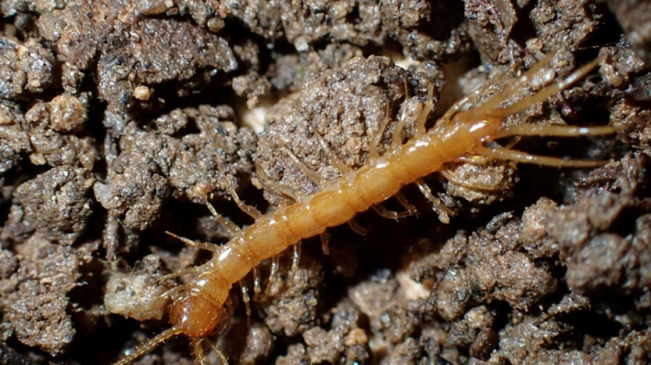 Cruciaux pour la sant&eacute; des sols, des mille-pattes menac&eacute;s d'extinction en France