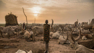 Studie: Mehr als eine Milliarde K&uuml;he k&ouml;nnte bis 2100 unter Hitzestress leiden