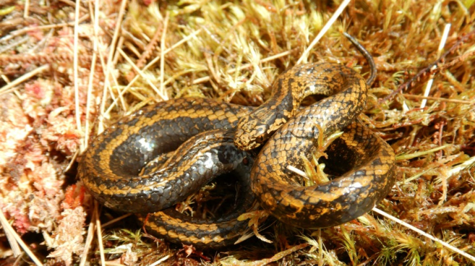 Descubren una serpiente "Harrison Ford" en la selva de Per&uacute; 