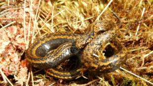 Descubren una serpiente "Harrison Ford" en la selva de Per&uacute; 